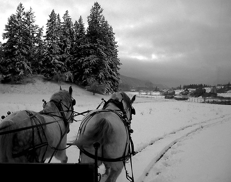 Sleigh Ride, sleigh, christmas, snow, nature, horse, field, carriage, winter, HD wallpaper
