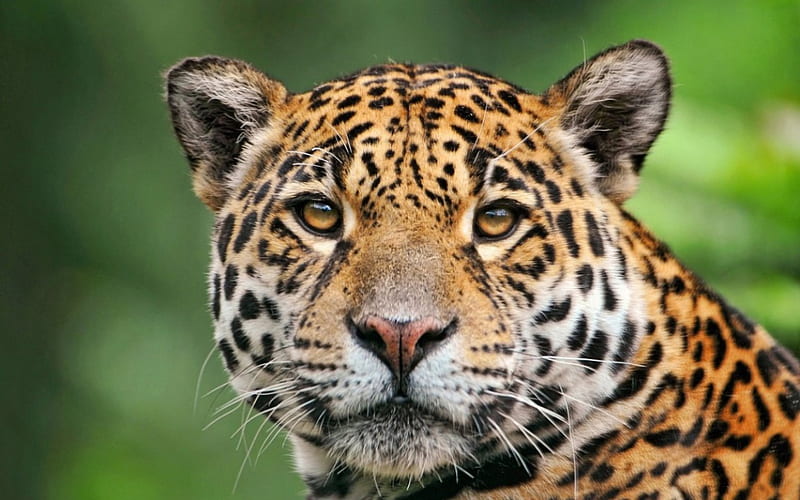 Jaguar, orange, amazon, beautiful cats, ecosystems, spots, beautiful animals, jungle, wild cats, rainforest, jaguars, cats, fur, speckles, animals, habitat, HD wallpaper
