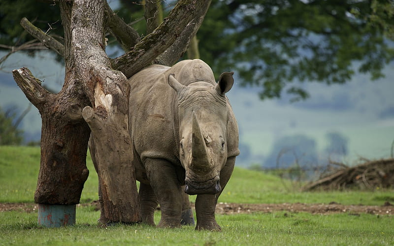 rhinoceros, zoo, Africa, wildlife, large animals, HD wallpaper