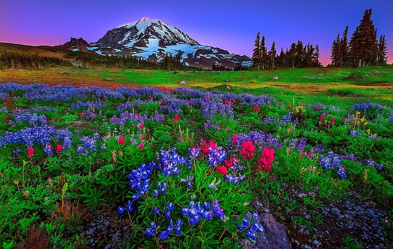 Mountain wildflowers, pretty, colorful, bonito, spring, sky, freshness ...