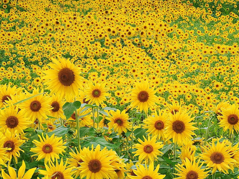 Sunflowers as Far as the Eyes Can See, far, brown, yellow, alot, leaves, daylight, green, sunflowers, large, flowers, day, nature, petals, stem, HD wallpaper