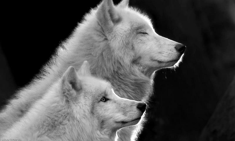 respect, arctic wolves, black, conservation, ernst scharfetter, graphy, bw, wild, nature, wolves, white, animals, HD wallpaper
