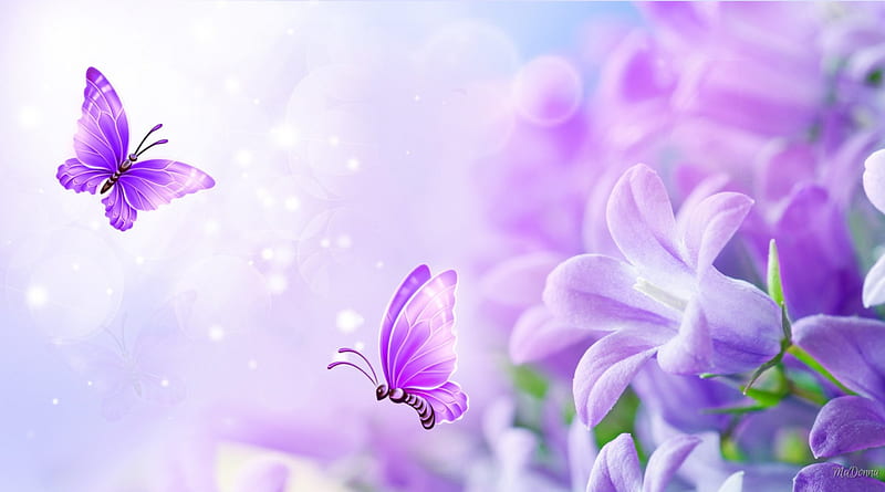 Lavender Bliss, fragrant, Lilac, soft, butterflies, floral, summer, Lavender, flowers, pastel, HD wallpaper