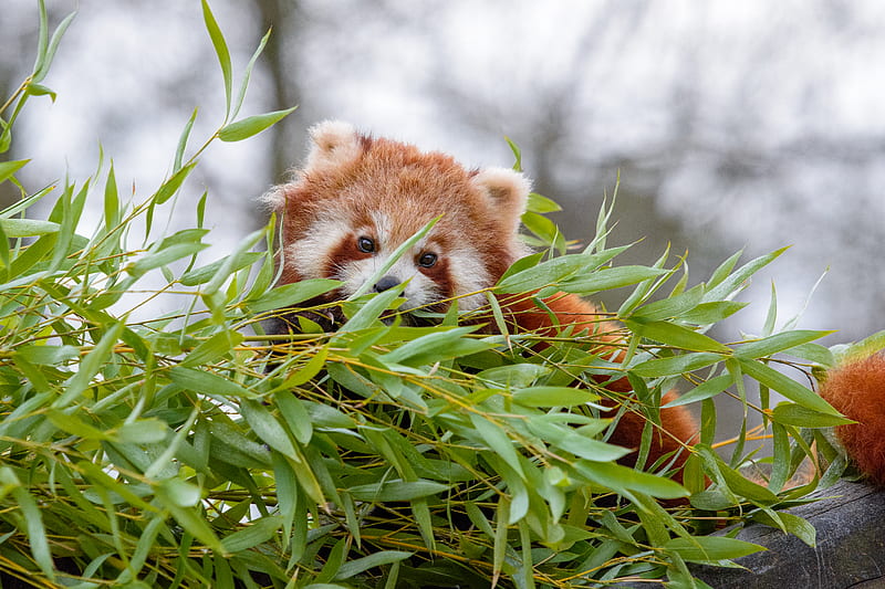 red panda, brown, fluffy, animal, branches, HD wallpaper
