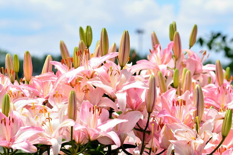 Scenic Summer Blossom, summer blossom, beautiful summer, summer flowers