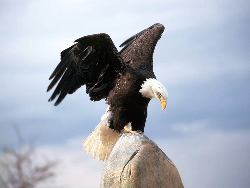 The Bald Eagle, eagle, white head, bird of prew, bald eagle, HD wallpaper