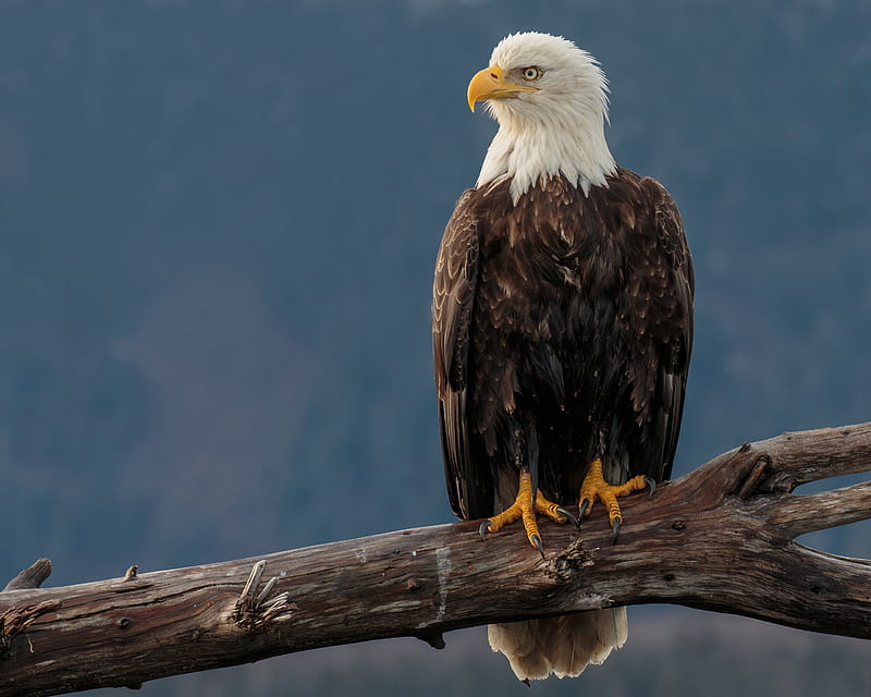 eagle, bird, predator, beak, glance, HD wallpaper