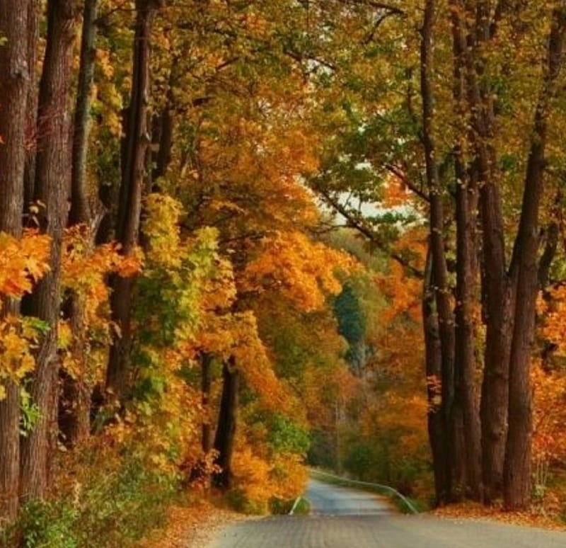 Autumn road, forest, fall leaves, autumn, nature, road, HD wallpaper ...