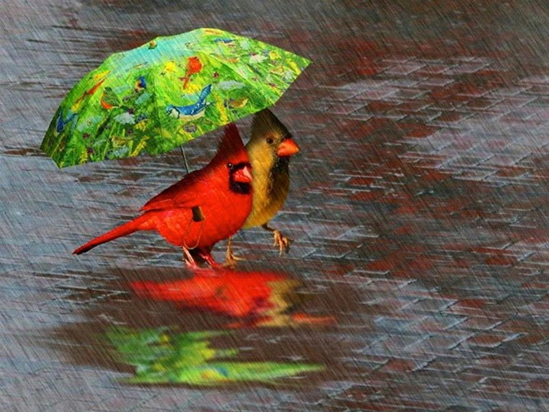 Chirping in the Rain ♬♩♪, red, birds, sweet, umbtrella, cute, mini, tiny, green, sing, funny, rain, HD wallpaper