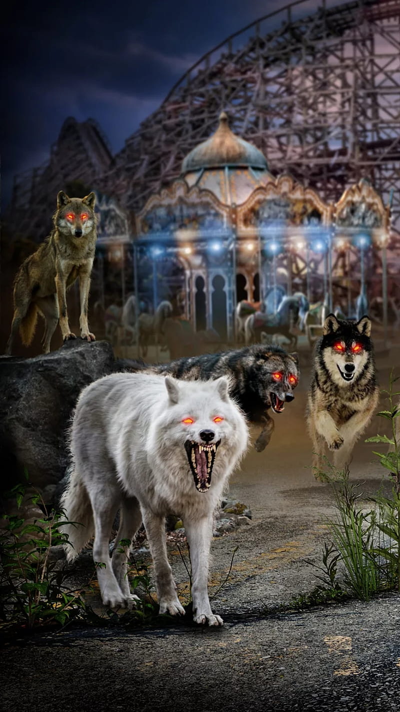 Wolves, angry wolves, animal, mad, night, white wolf, wild, wolf, HD phone wallpaper
