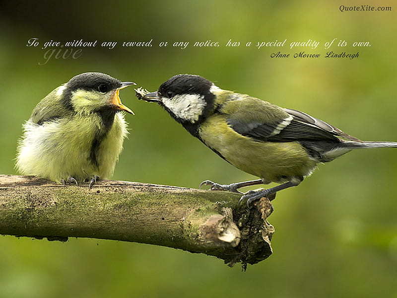 quote, quote , nice, sayings, HD wallpaper quote, quote , nice, sayings, HD wallpaper