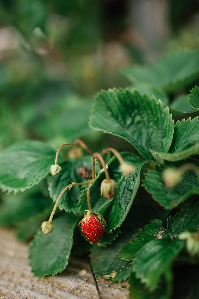 wild strawberries, berry, leaves, grass, macro, HD phone wallpaper