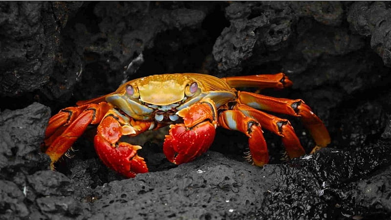 Red Rock Crab, HD wallpaper