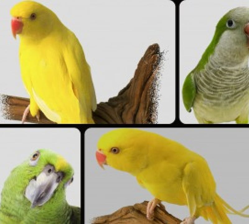 Pretty parakeets best sale