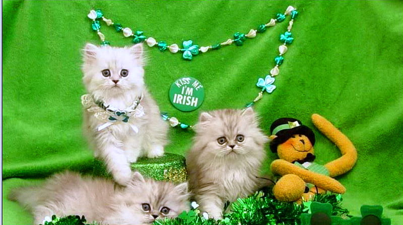 Happy St. Patrick's day, irish, green, kittens, toy, three, saint patricks day, HD wallpaper