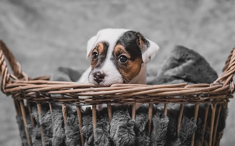 Jack Russell Terrier, basket, pets, puppy, dogs, cute animals, Jack Russell Terrier Dog, HD wallpaper