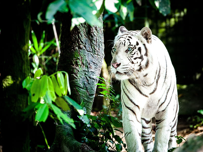 White Tiger , tiger, white, animals, HD wallpaper