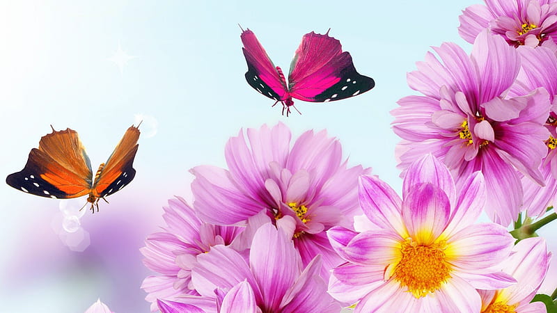 Pink Flowers for Fall, fall, flowers, autumn, orange, chrysanthemum, soft, butterflies, sky, mum, summer, papillon, gerbera, flowers, garden, pink, HD wallpaper