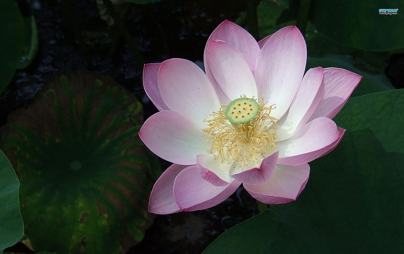 The Roseate Water Lily, flower, pink, lily pads, water lily, HD wallpaper