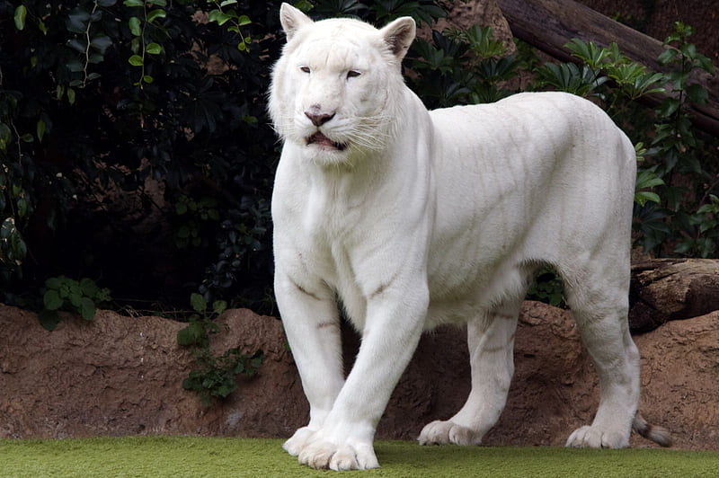 Big 2024 white cat