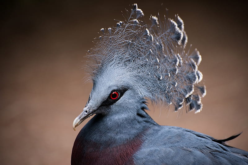Goura Victoria, bird, feather, pasare, victoria crowned pigeon, fan, blue, HD wallpaper