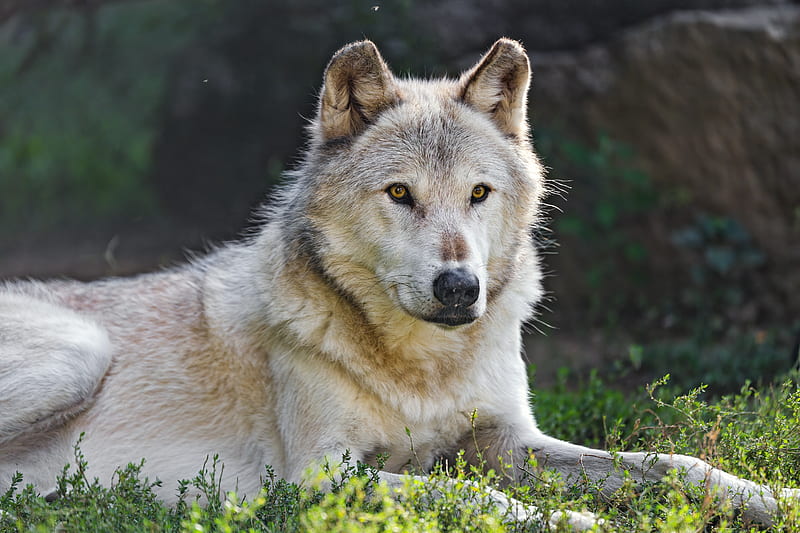 Canadian wolf, wolf, predator, animal, wildlife, HD wallpaper | Peakpx