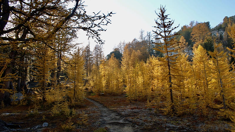 Fall in the North Cascades, washington, autumn, landscape, larches, trees, rocks, usa, HD wallpaper