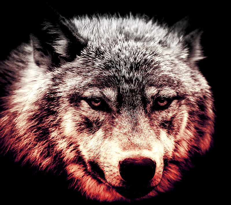 Wolf, wild, HD wallpaper | Peakpx