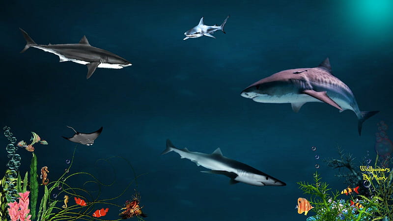 Sharks 1600x900, underwater, oceans, fish, sharks, marinelife, HD wallpaper