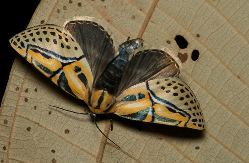 Costa Rican moth, black, wings, fine, spots, HD wallpaper