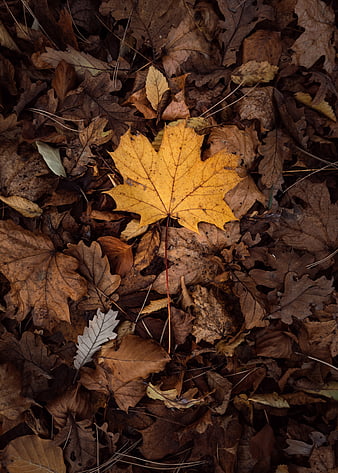 Leaf, leaves, green, dry, autumn, HD phone wallpaper | Peakpx