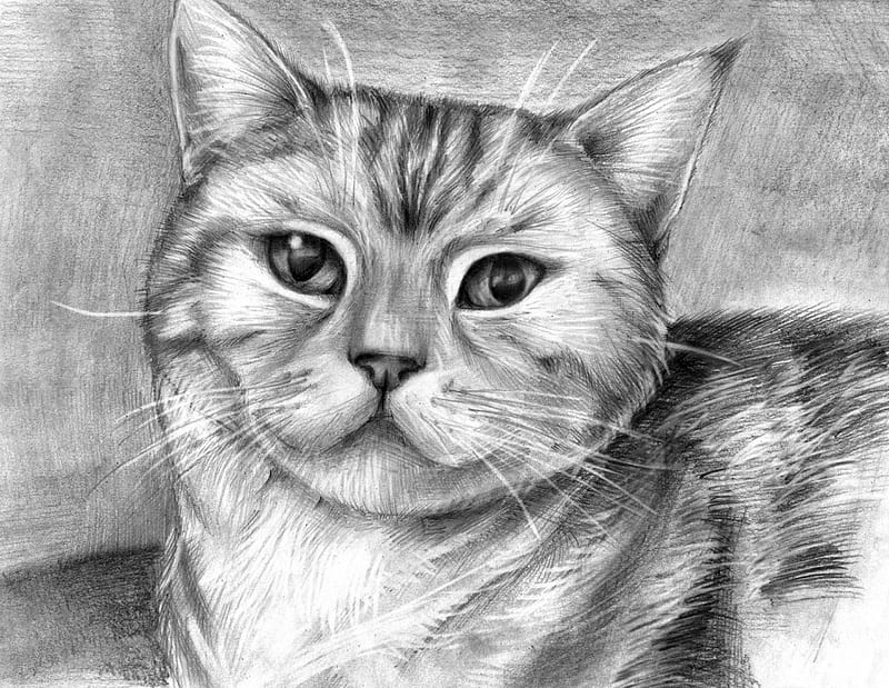 35000 Cat Line Drawing Stock Photos Pictures  RoyaltyFree Images   iStock