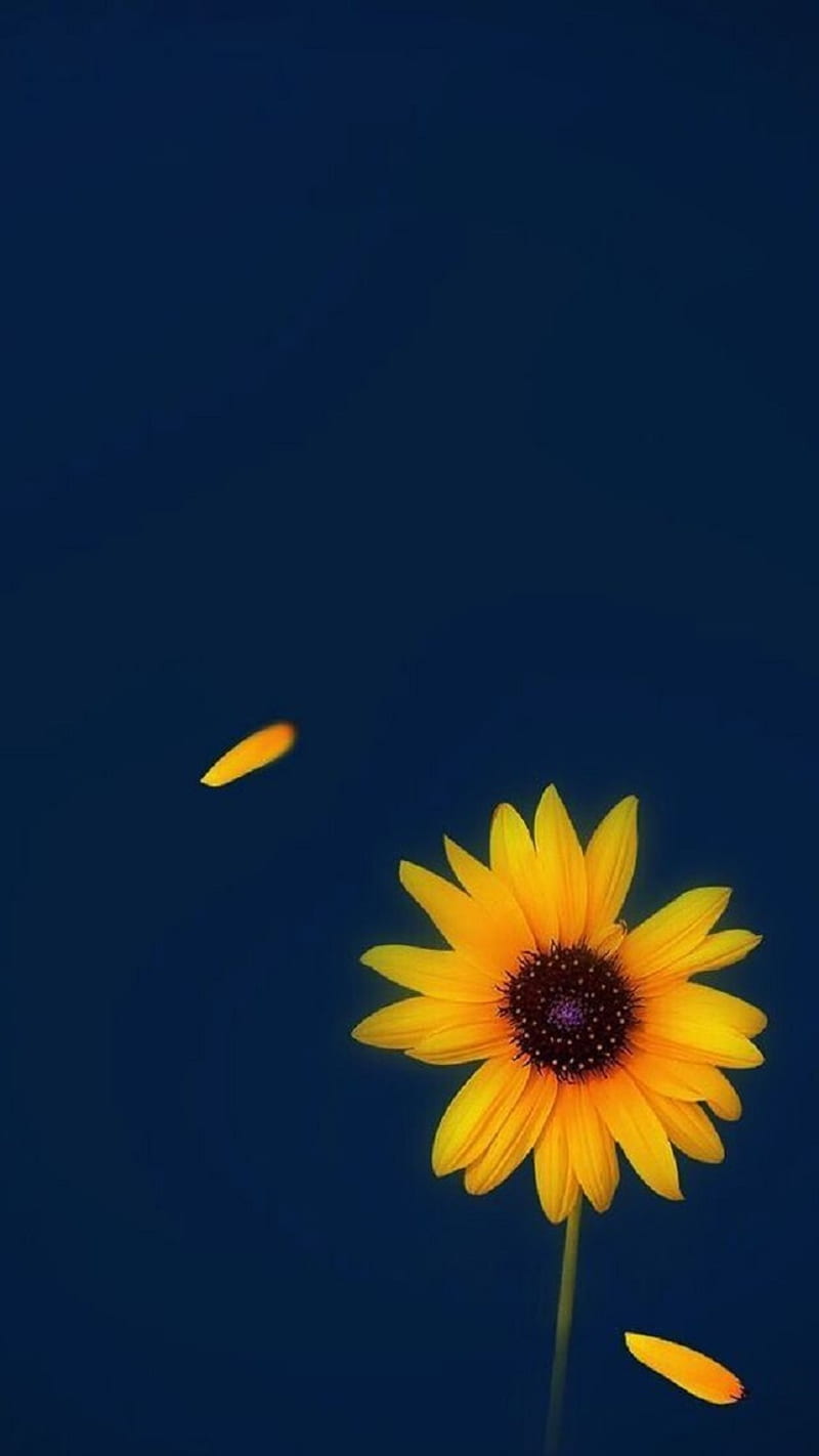 Sunflower, flower petals, HD phone wallpaper