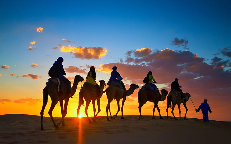 camels, desert, sunset, sand, tourists, Egypt, camel riding, HD wallpaper
