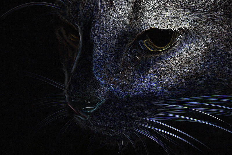 Kitty Contour Drawing, contour drawing, HD wallpaper