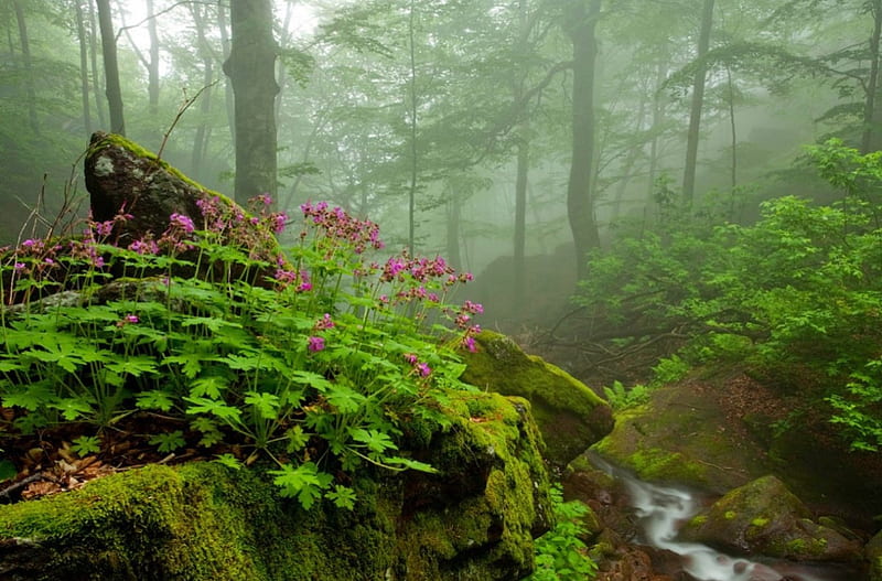 Stream in the Misty Forest, forest, stream, plants, mossy, bonito, mst, trees, HD wallpaper