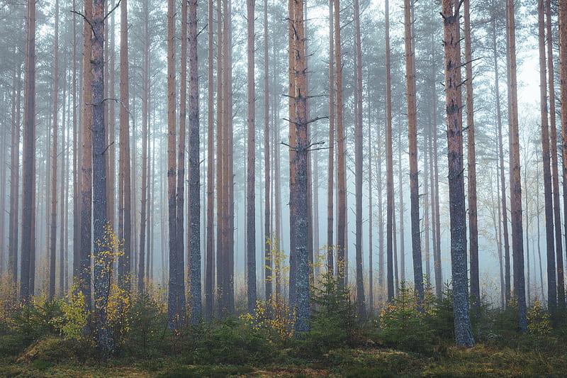 pine tress, HD wallpaper