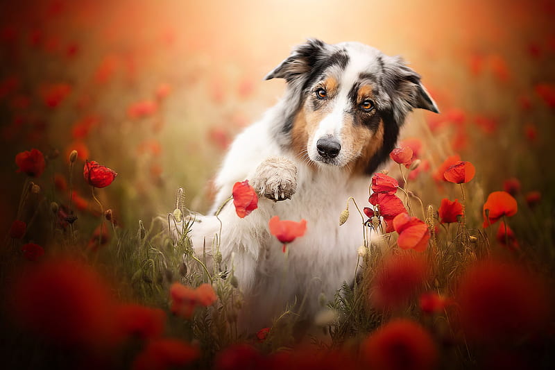 Dogs, Australian Shepherd, Dog, Flower, Pet, Poppy, Red Flower, HD wallpaper
