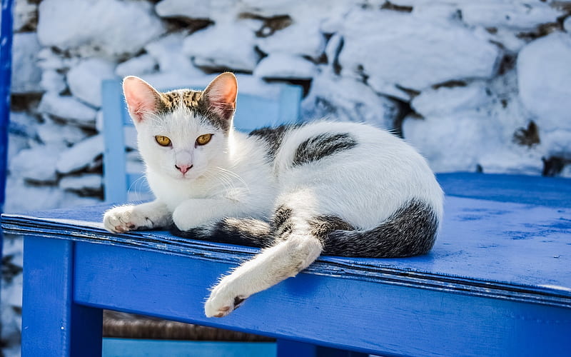 Cat in Greece, table, Greece, cat, blue, animal, HD wallpaper