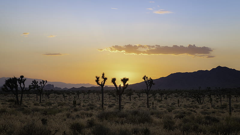 Desert Cacti Mountains Nature, HD wallpaper