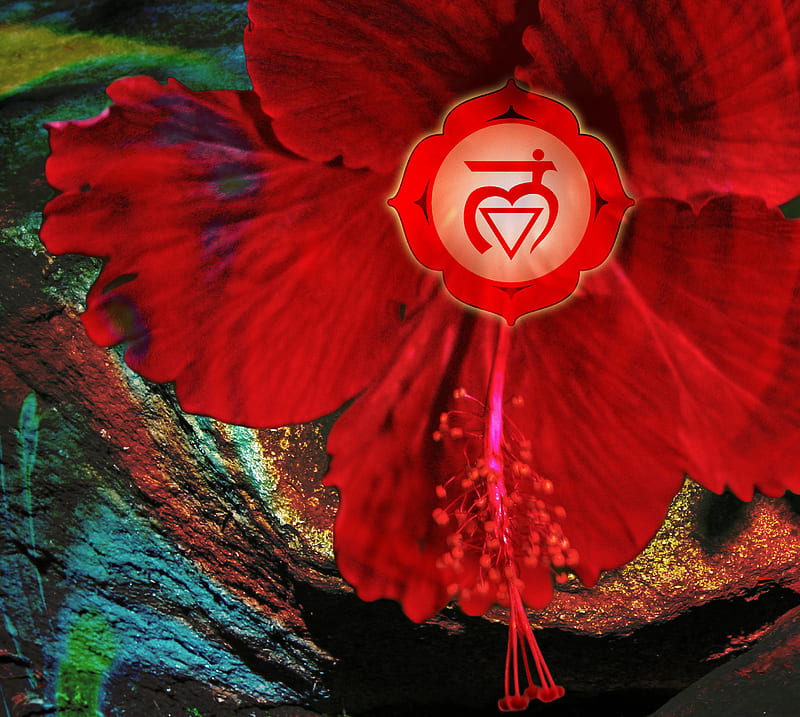 red chakra, chakra, flower, red, root, HD wallpaper