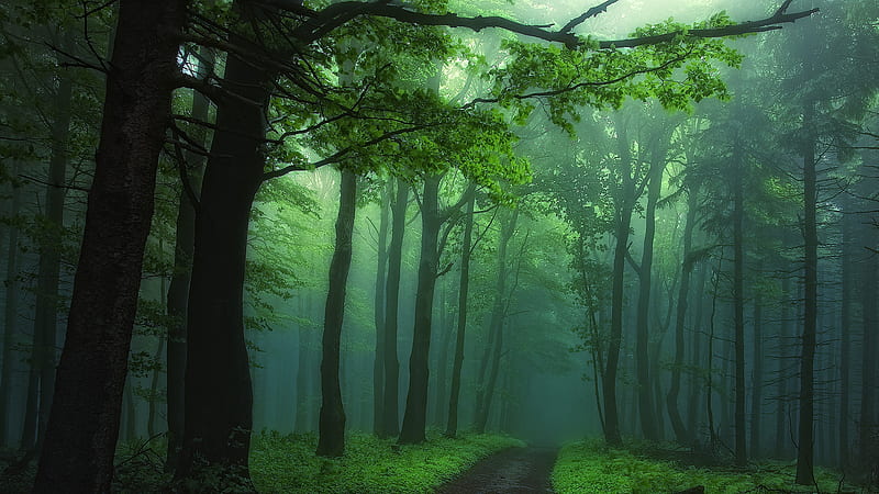 Green Nature, foggy, forest, jungle, mist, road, trees, HD wallpaper