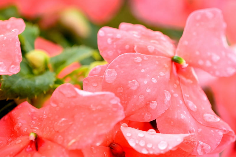 Rainy Summer Morning, rainy summer, summer morning, flower macro, rainy flower, HD wallpaper