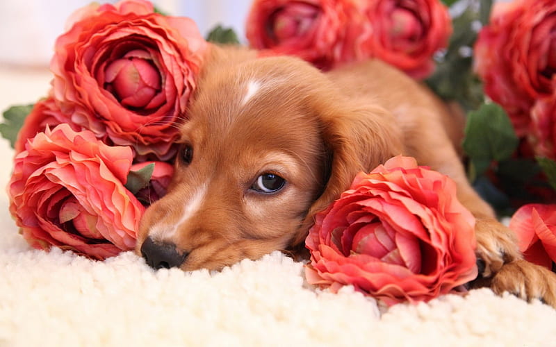 Loveable puppy for dear welcha, rose, orange, flower, white, puppy, dog, animal, HD wallpaper