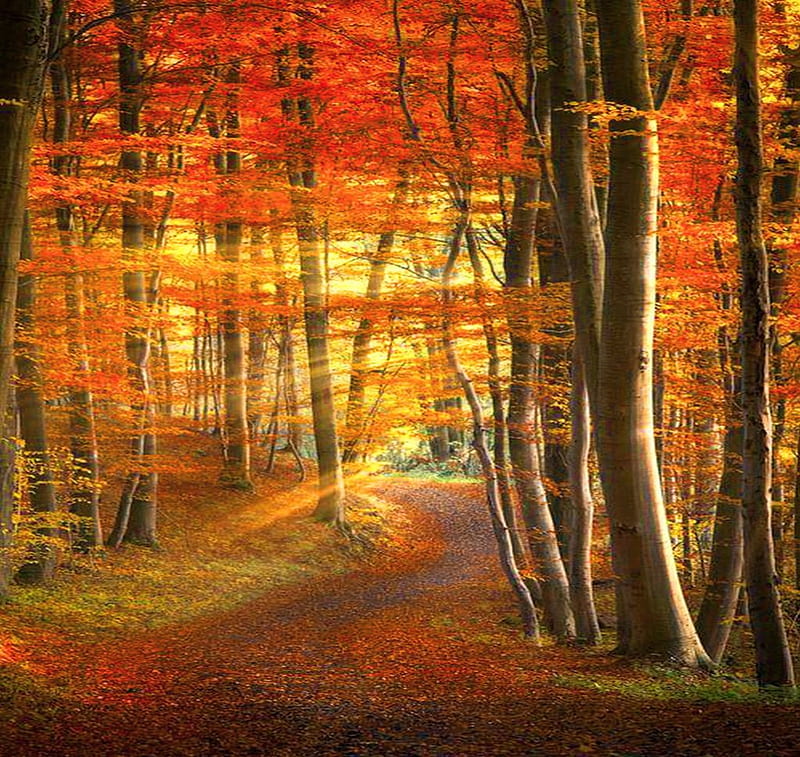 Autumn art, forest, autumn, gold, leaves, orange, trees, HD wallpaper ...