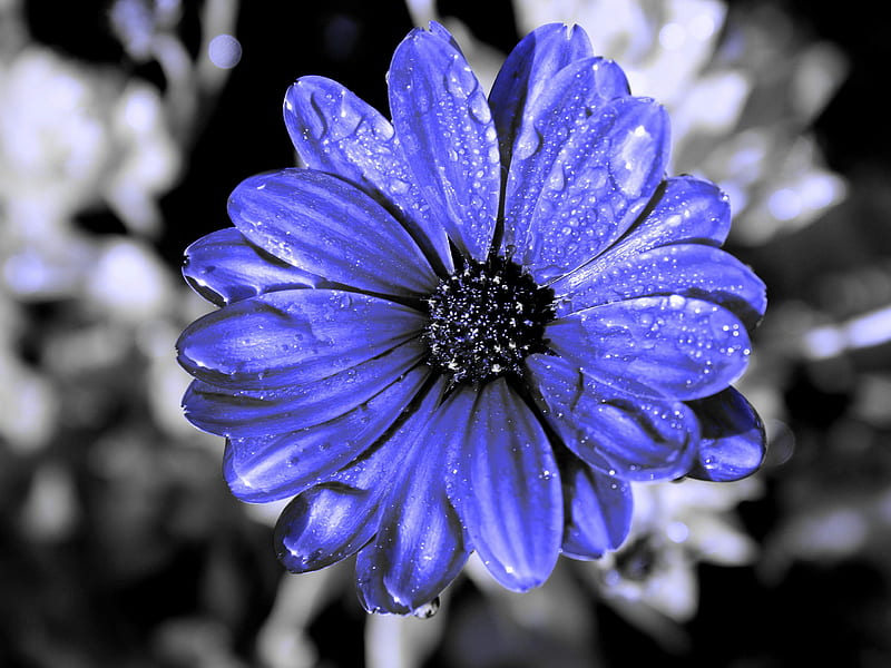 Toque de color, flor, morado, Fondo de pantalla HD | Peakpx