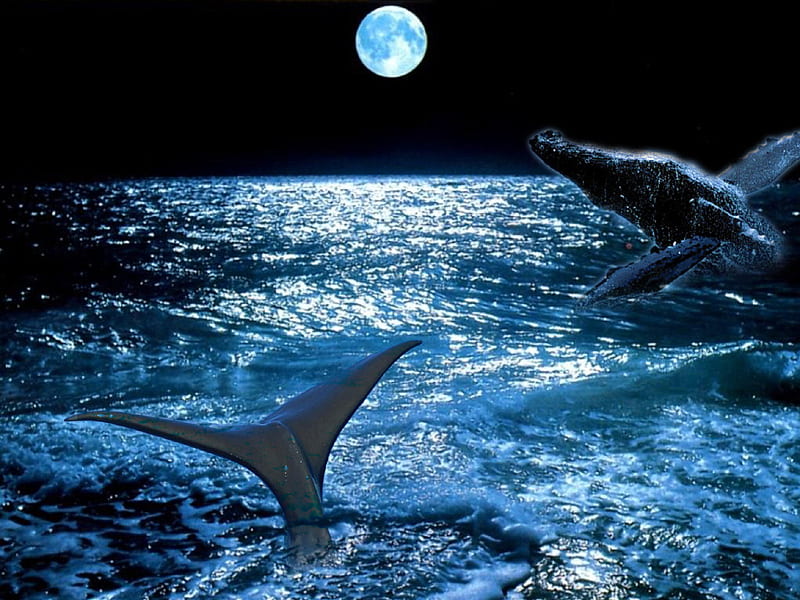 making a splash, wet, fins, ocean, mammals, whales, moon, water, dolphins, dark, blue, night, HD wallpaper