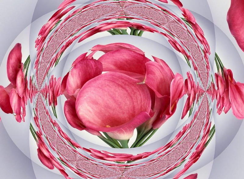 ~Calla Lily Fisheye~, lily, flower, nature, pink, HD wallpaper