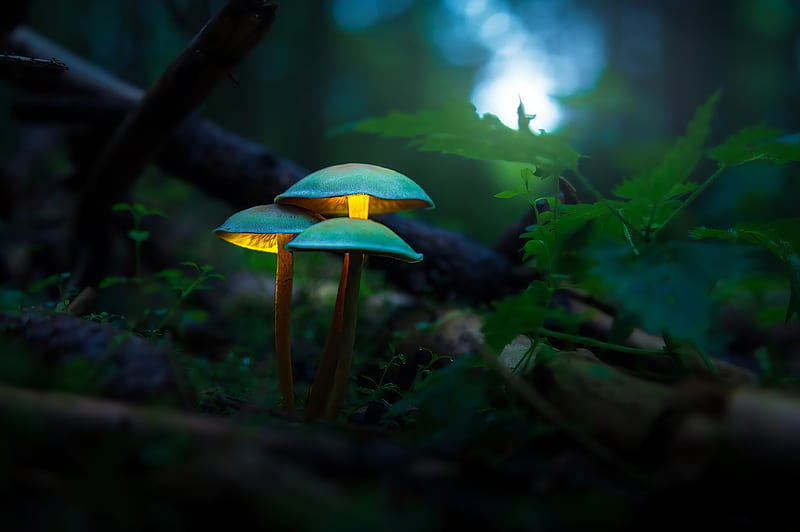 Mushroom Plants Glowing , mushroom, forest, HD wallpaper