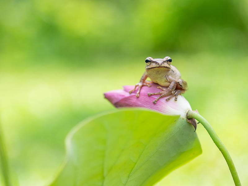 Frogs, Frog, Amphibian, Flower, Greenery, Lotus, Macro, Wildlife, HD wallpaper